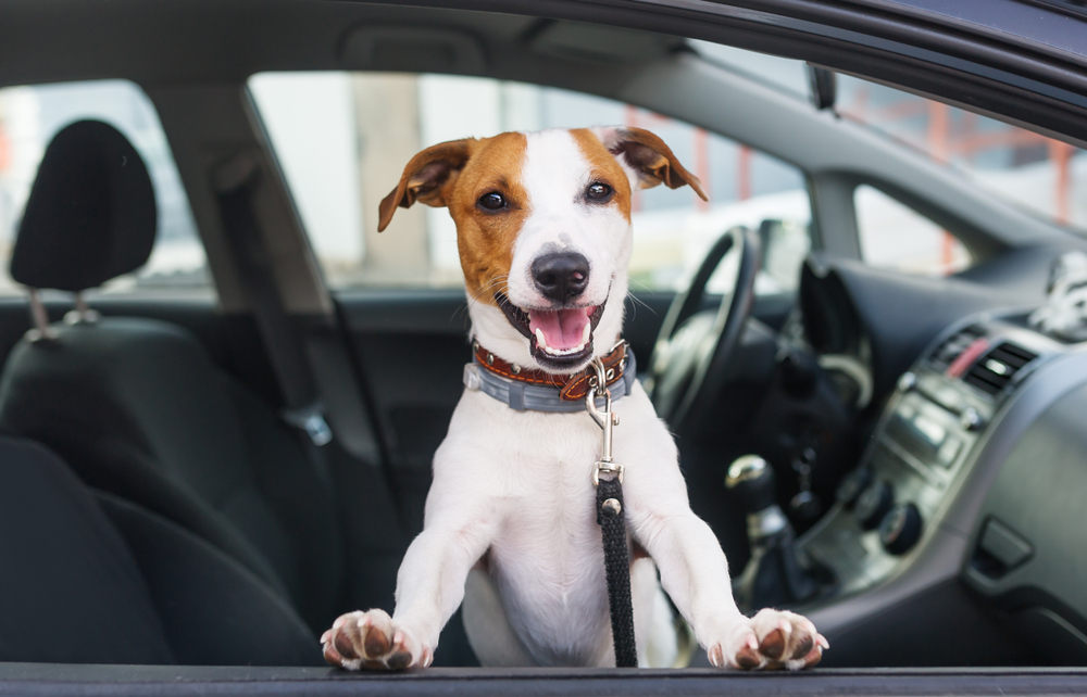 cute dog posing in a car window