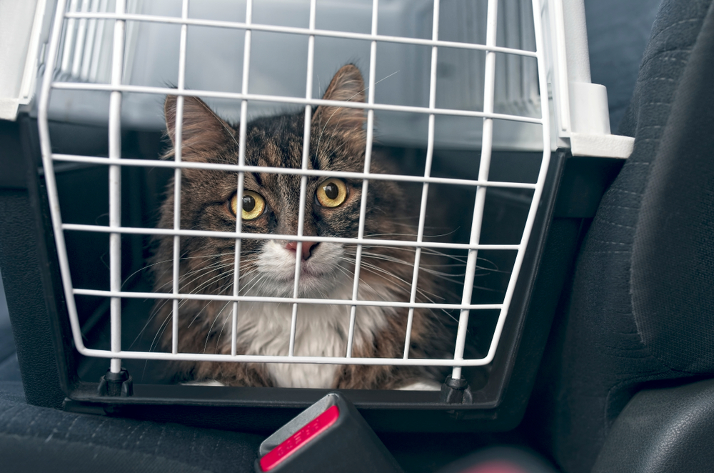 cat in carrier inside a car