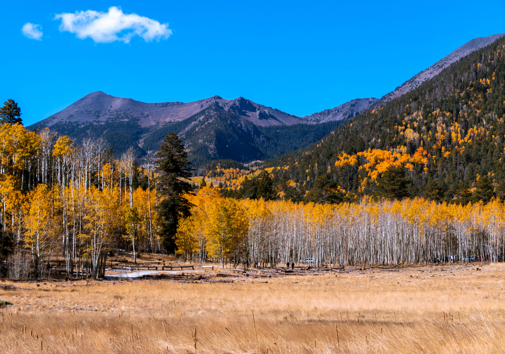 fall foliage in arizona