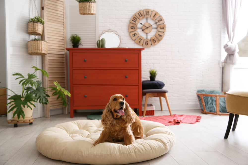 dog sitting on pet bed in bedroom